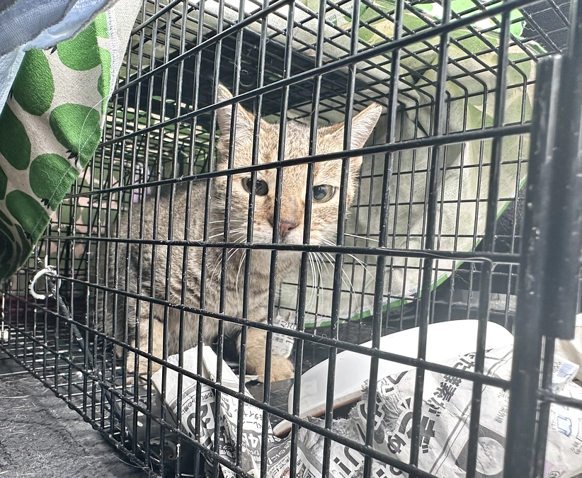 福ちゃんのお母さん保護しました