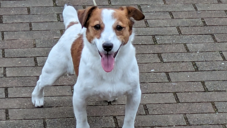 未知の遺伝病と闘うサンタを助けて下さい！