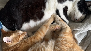 保護した子達を養育する場所が欲しい!!応援よろしくお願いします。 のトップ画像