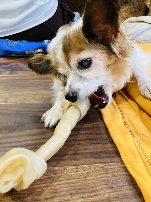 福岡県北九州で収容されてアスルで関わった仔たちの様子をボランティアさんがまとめてくれました。