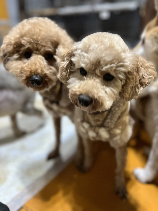 プチ譲渡会 小型犬