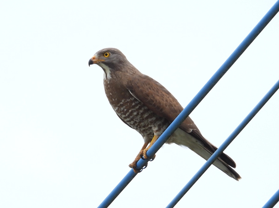 サシバのオス、メス、幼鳥の見分け方