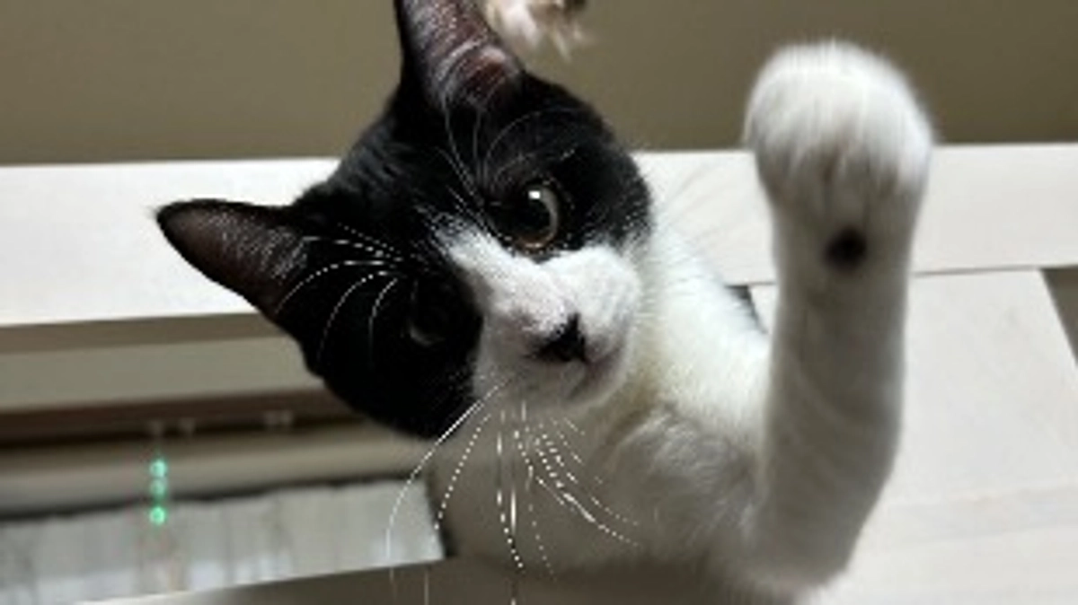 11月25日 〜 本日最終日です！ 〜保護から94日目