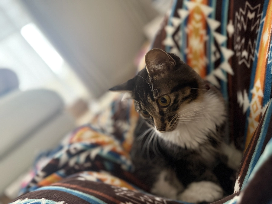 11月10日、投薬48日目‼️クラウドファンディング残り14日