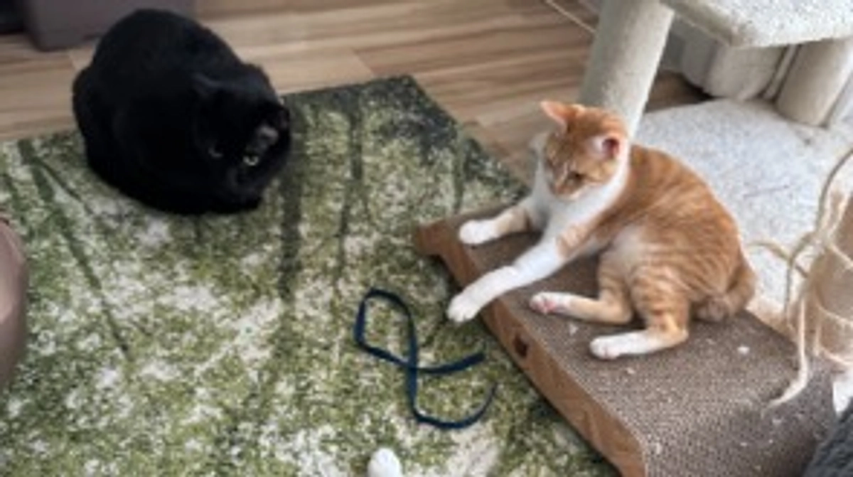 投薬48日目（プロジェクト開始8日目）