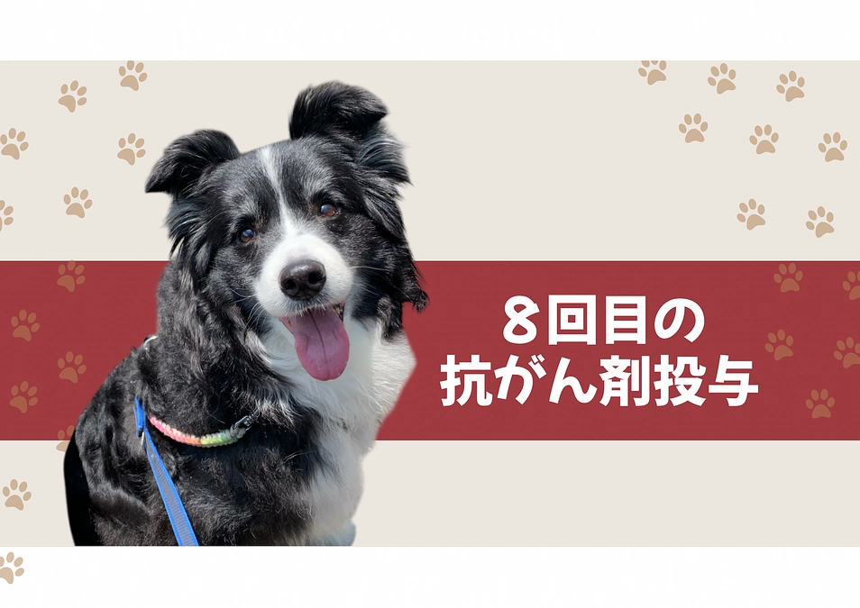 8回目の抗がん剤投与