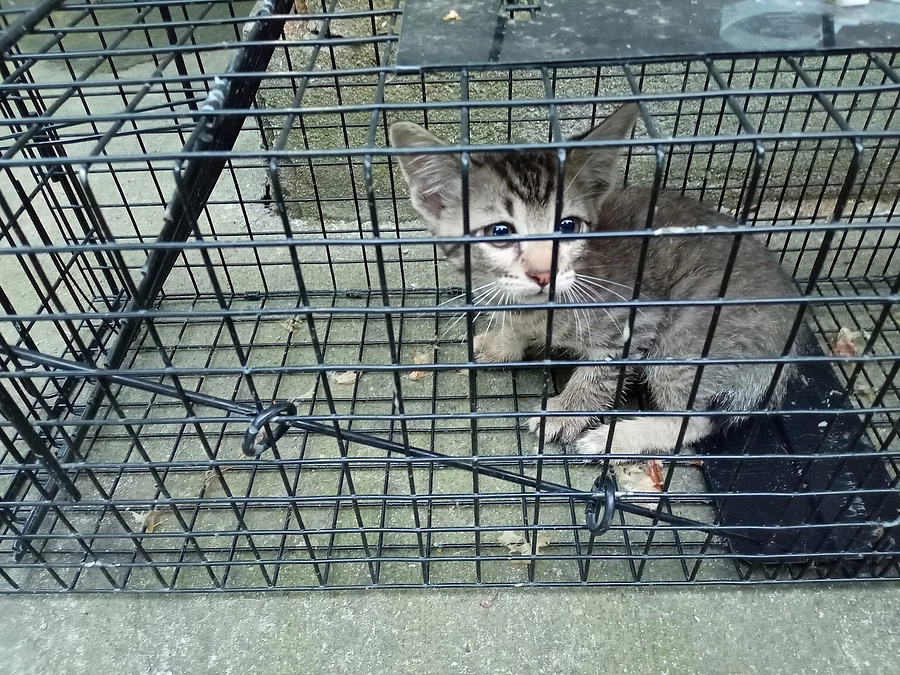 子猫1匹保護しました。