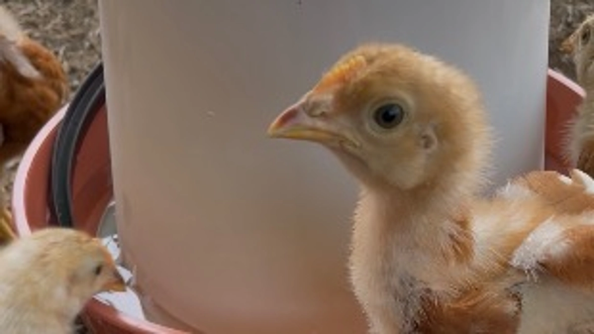 ヒヨコ達の様子