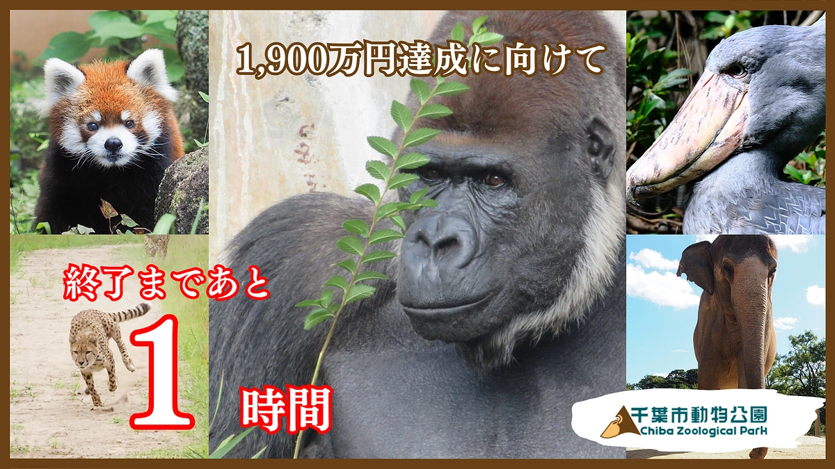 未来へ紡ぐゴリラプロジェクト　あと一時間