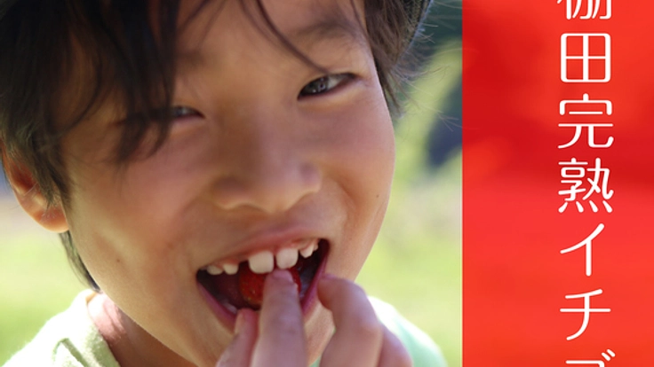流通していない旬の味『完熟いちご』を皆に食べてもらいたい！