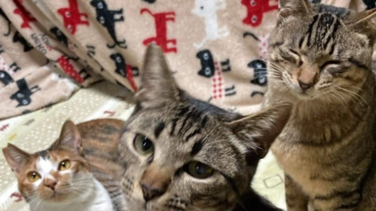 猫にゃんズリフォームクラファン無事に終了しました。