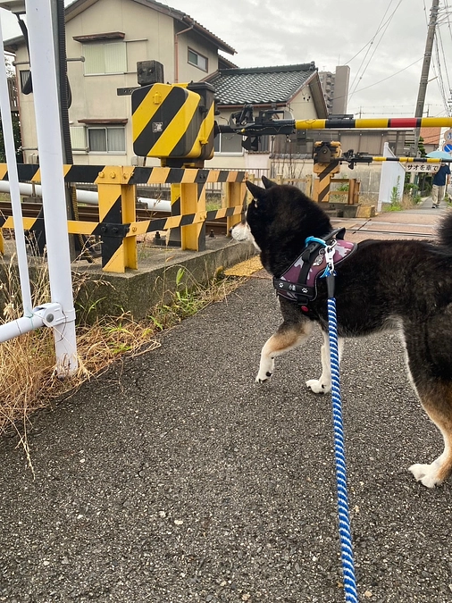 家族みんなコロナに……