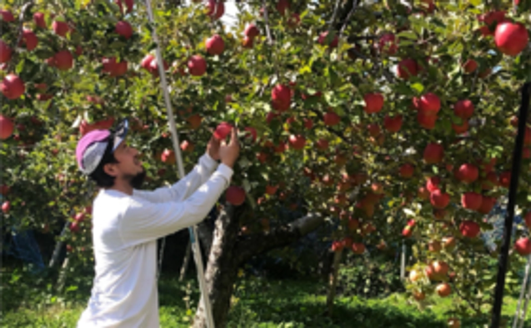 あなたの樹から完熟リンゴを収穫or毎年届く！"クラウドファンディング限定"リンゴの木オーナー3年間