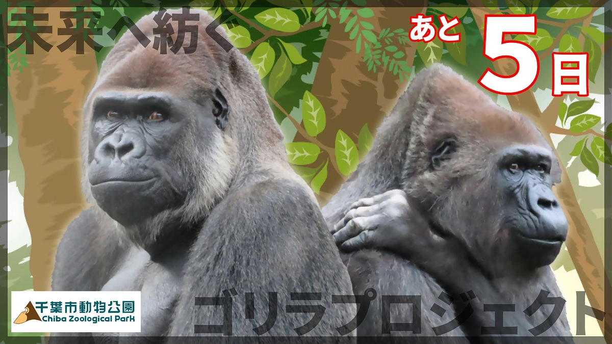 終了まであと5日！本日19時よりYouTube生配信！