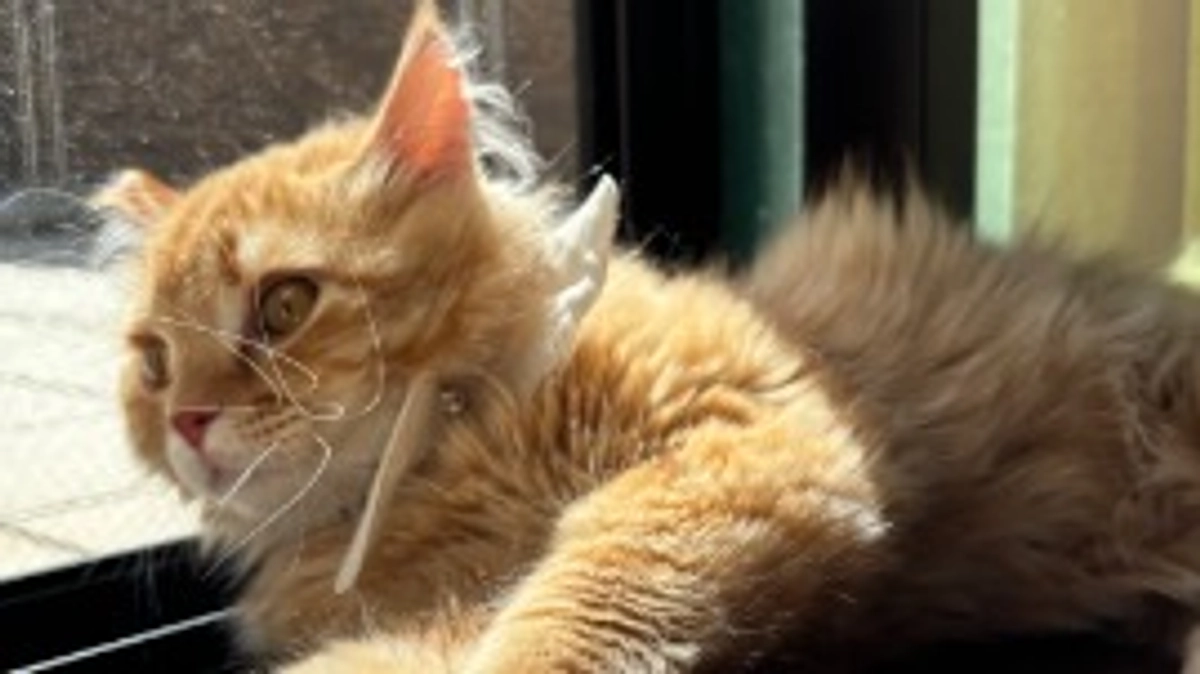 ありがとうございます