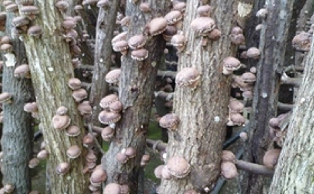 間伐材栽培しいたけ 進呈!