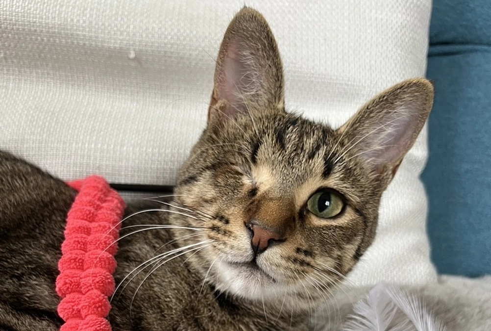 ボランティア リレー⑲