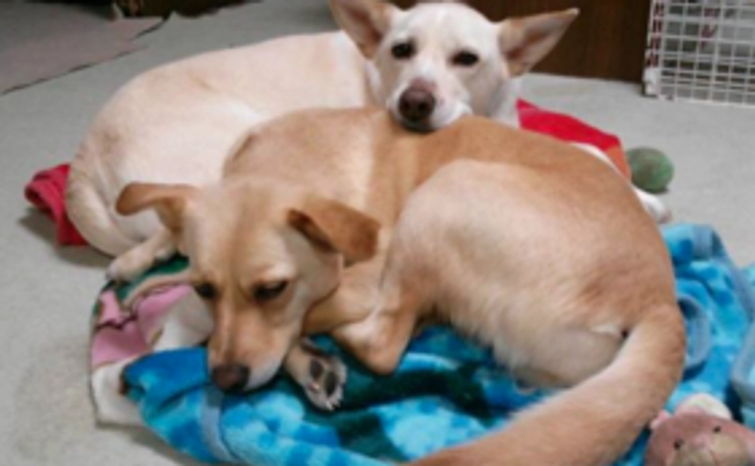 保護犬の写真をお届け！