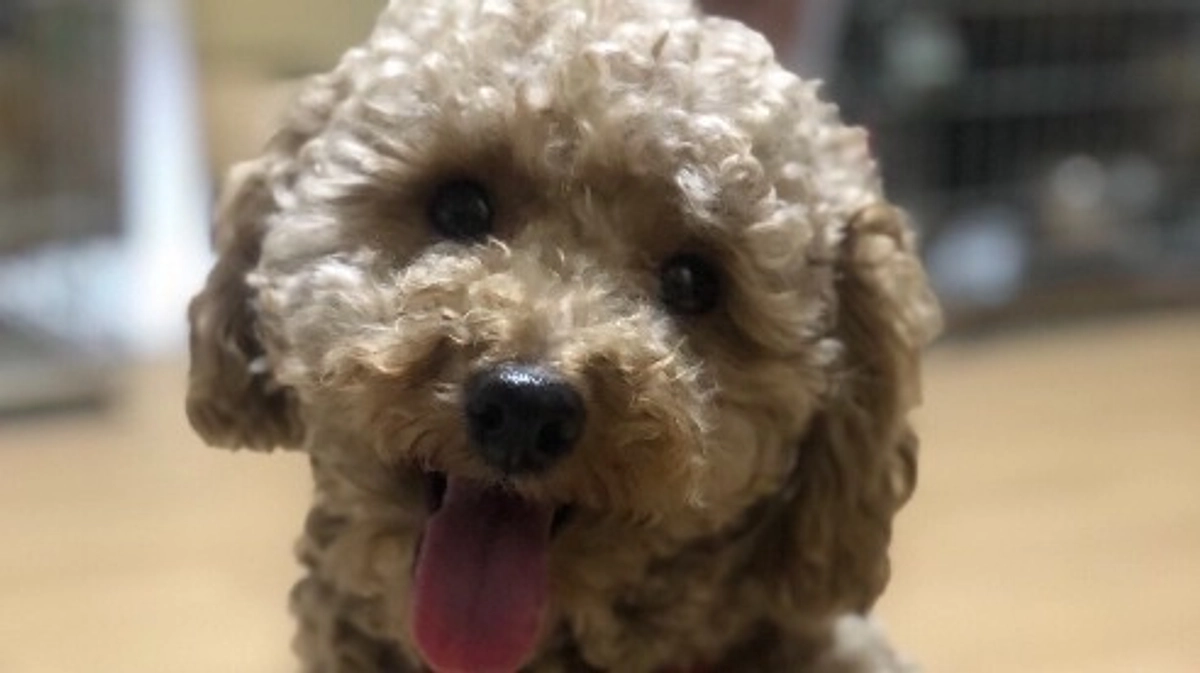 おかげさまでプロジェクト達成しました！