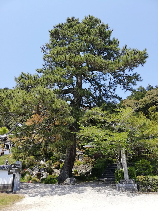 妙感寺のシンボルツリー