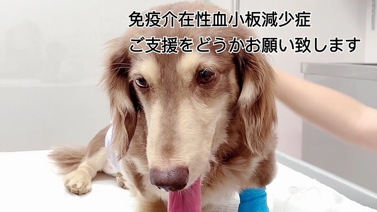 家族を守りたい！難病【免疫介在性血小板減少症】治療費ご支援のお願い