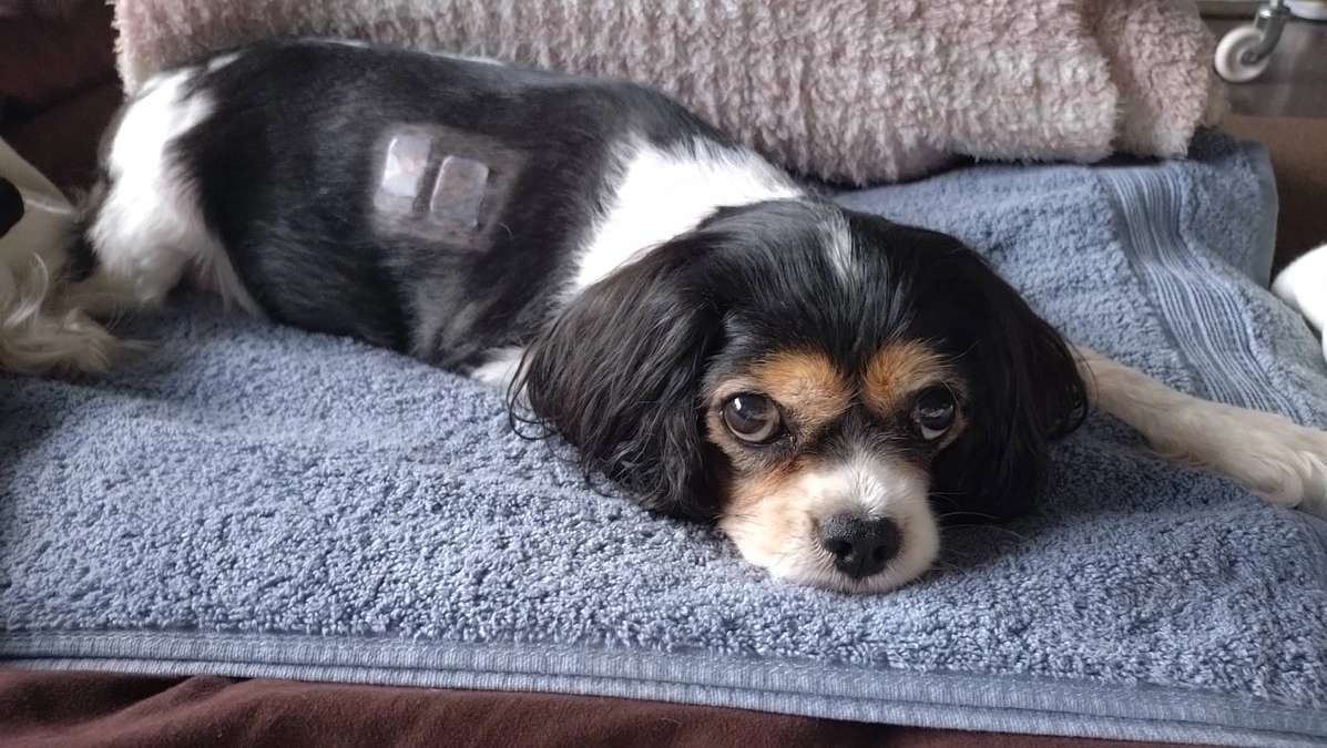 10月20日ハニーの様子