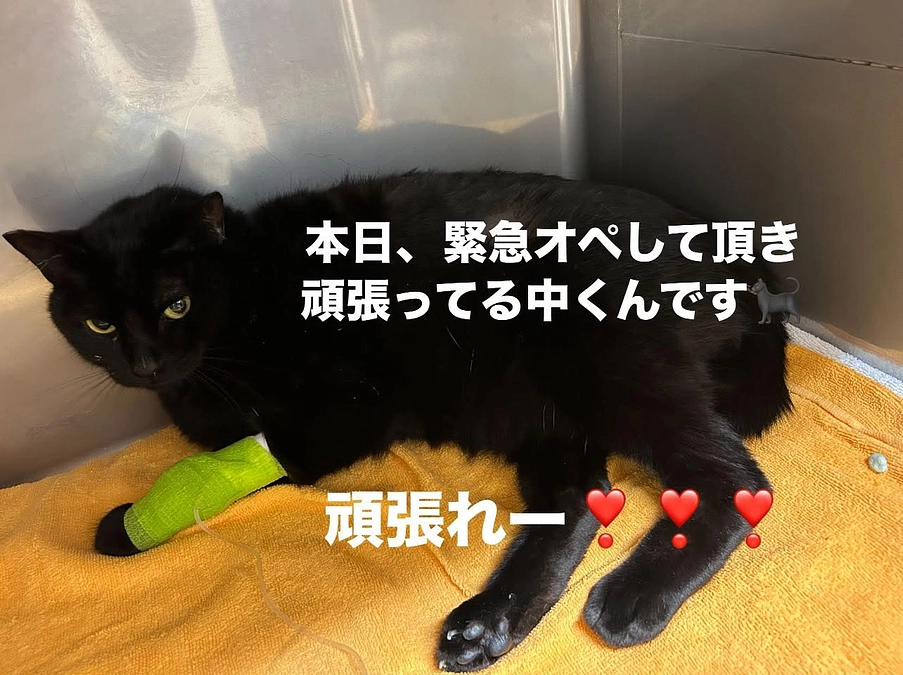 本日からレディフォーさまよりの入金確認ご報告です