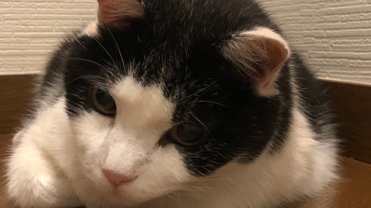 糖尿病治療中のあこに支援ご協力をお願いします。