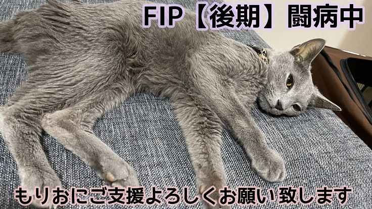 【FIP末期】猫伝染性腹膜炎と闘う もりお を助けたい。
