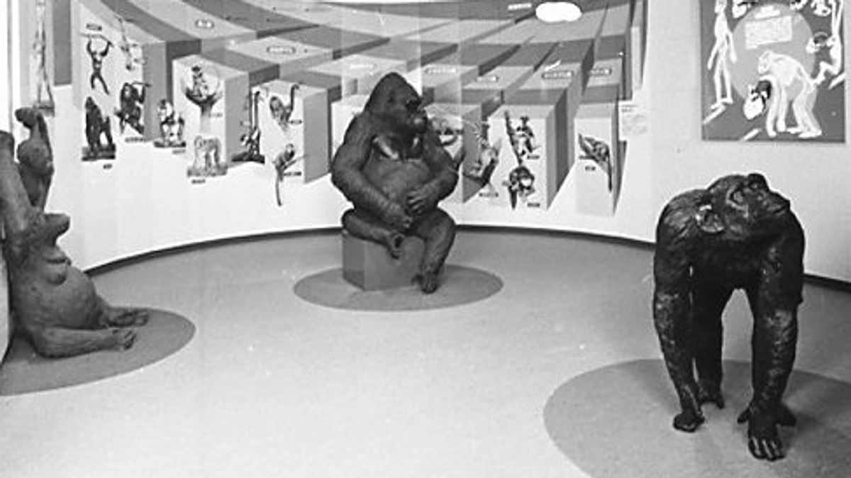 【リターン紹介】【一点モノ】チンパンジー像（実物大）＋開園年の缶バッヂ