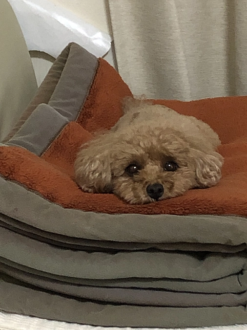 馴染んでました。