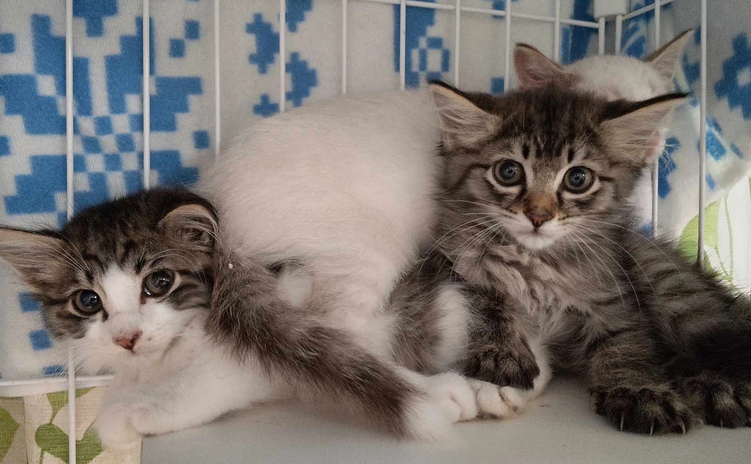 猫達を応援コース