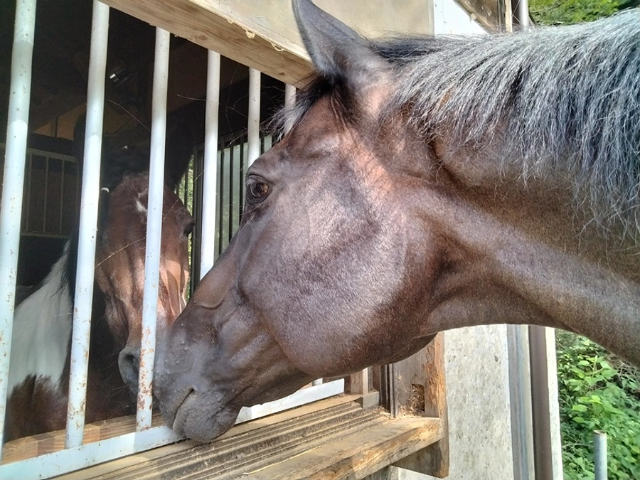 【終了まであと１６日…！】アオちゃんの蕁麻疹の話。