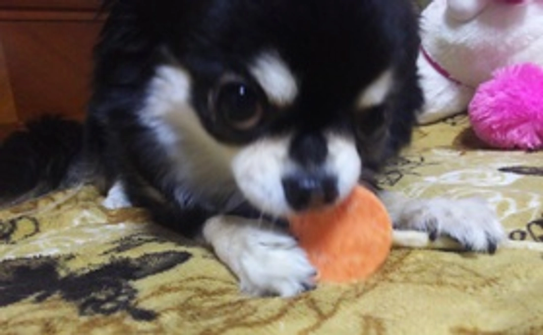 《ルナ応援》1,000円