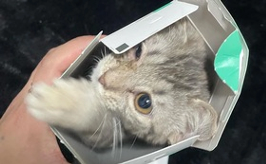 ニャイ応援500円　リターン不要