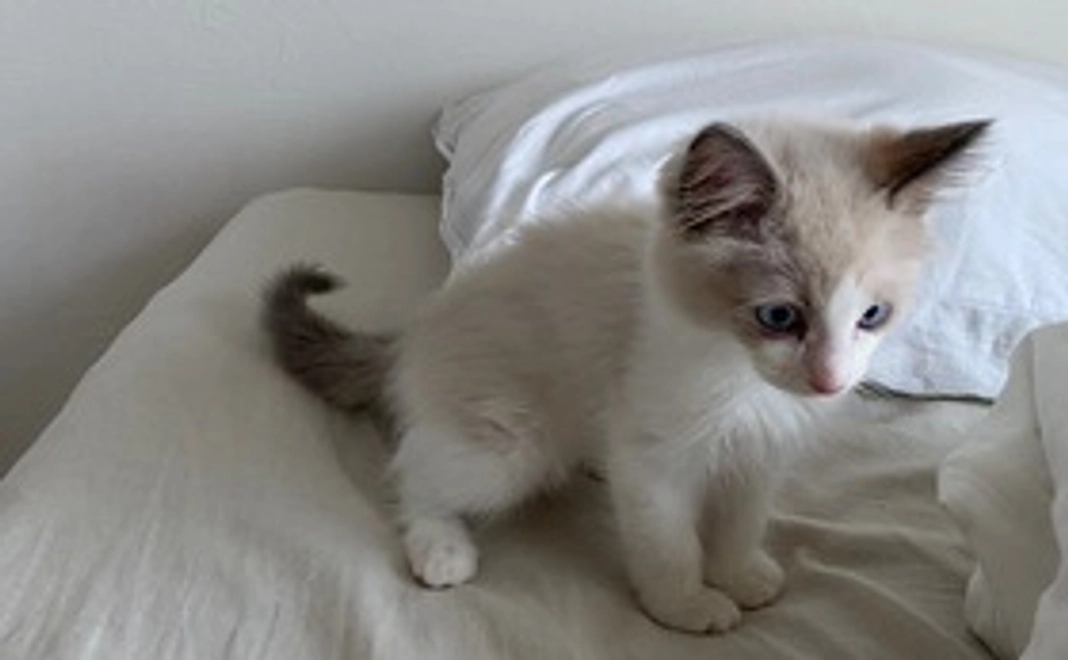 1000円　（リターン不要）