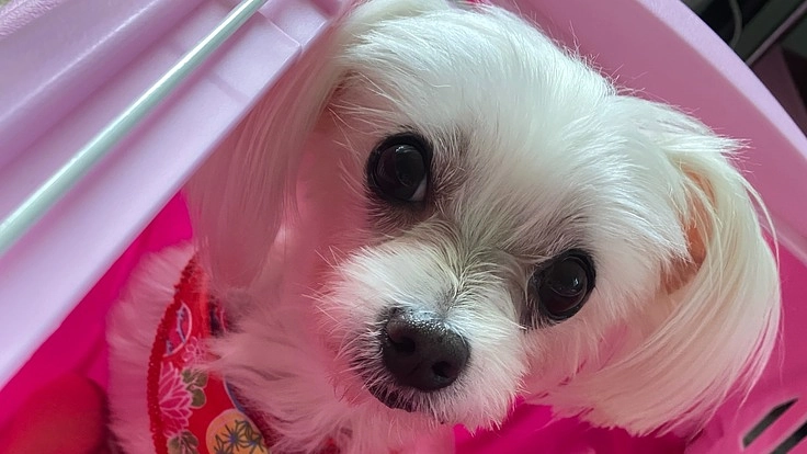 【愛犬しらすを助けてください】僧帽弁閉鎖不全症、手術費支援のお願い