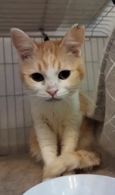 救世主 ふたたび