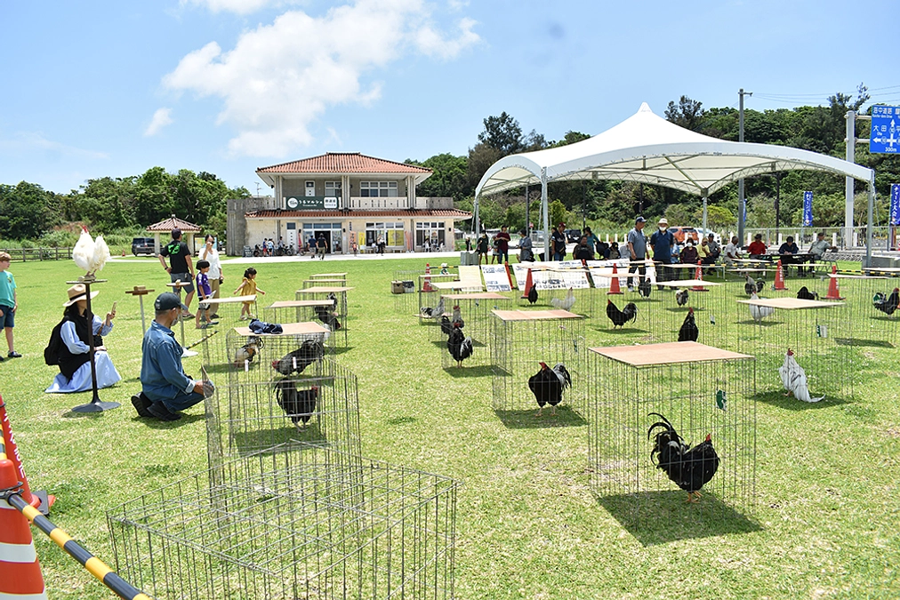 声を楽しむニワトリの大会に行ってきた！
