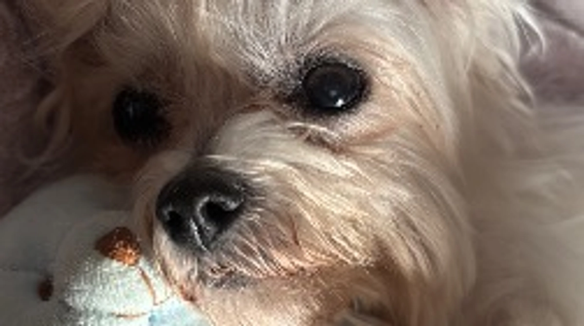 🚨術後2日目🚨クラファン残り22日‼️〜支援者様への御礼〜