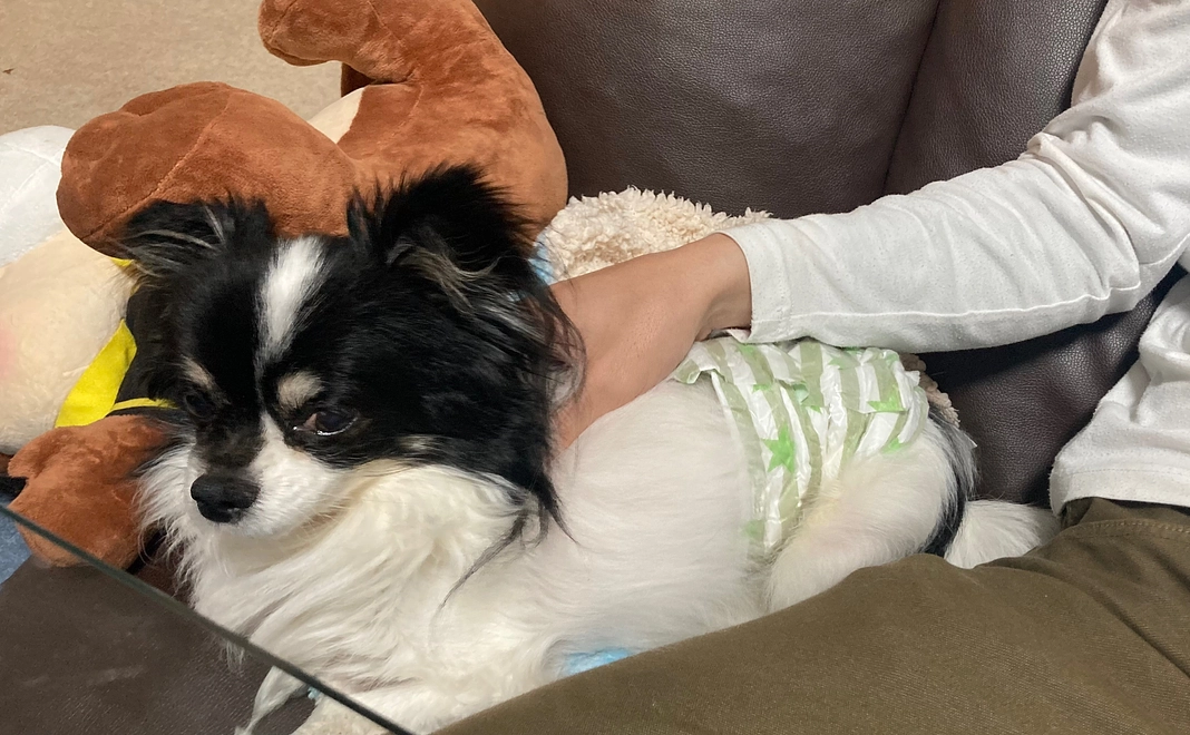 感謝のメール&ごうくんの写真1枚