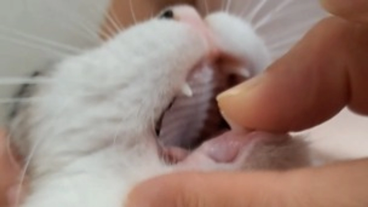 治療48日目のココロの様子