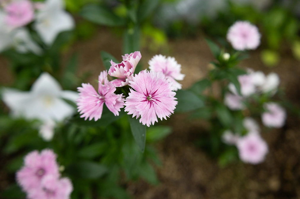 残り9日！！　直接ご支援いただいたみなさまをご紹介します。