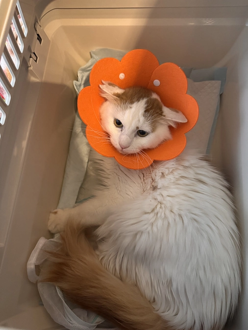 白フサ猫の近況と、皆さまへの感謝の気持ち