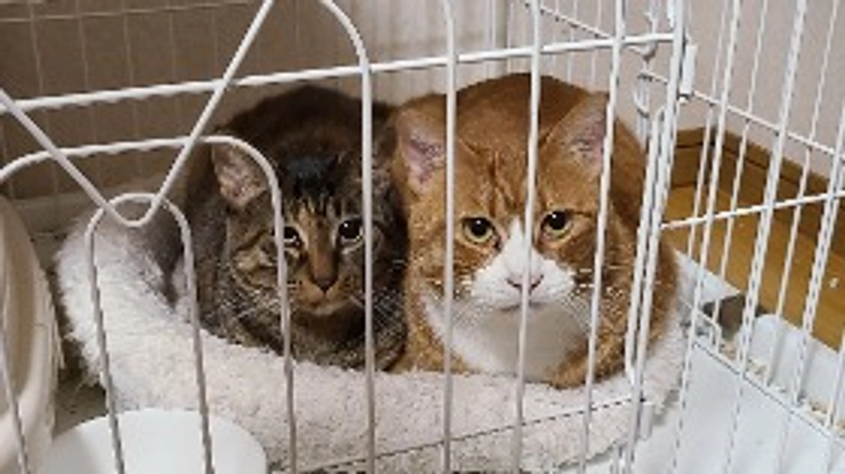 プロジェクト達成いたしました！