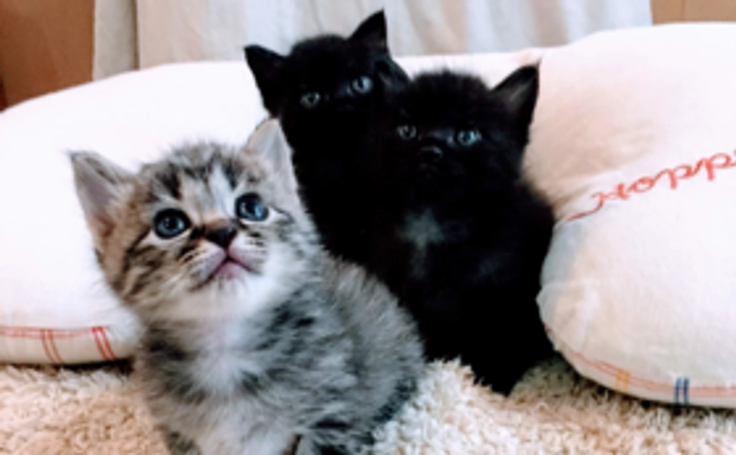 (=^x^=)ぽぽんた応援コース