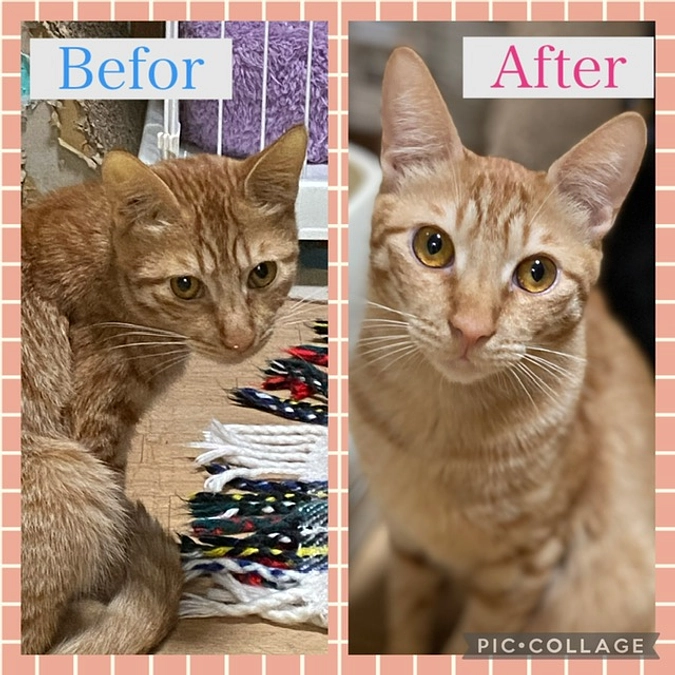 FIP保護猫　シナモン投薬終了まで残り37時間