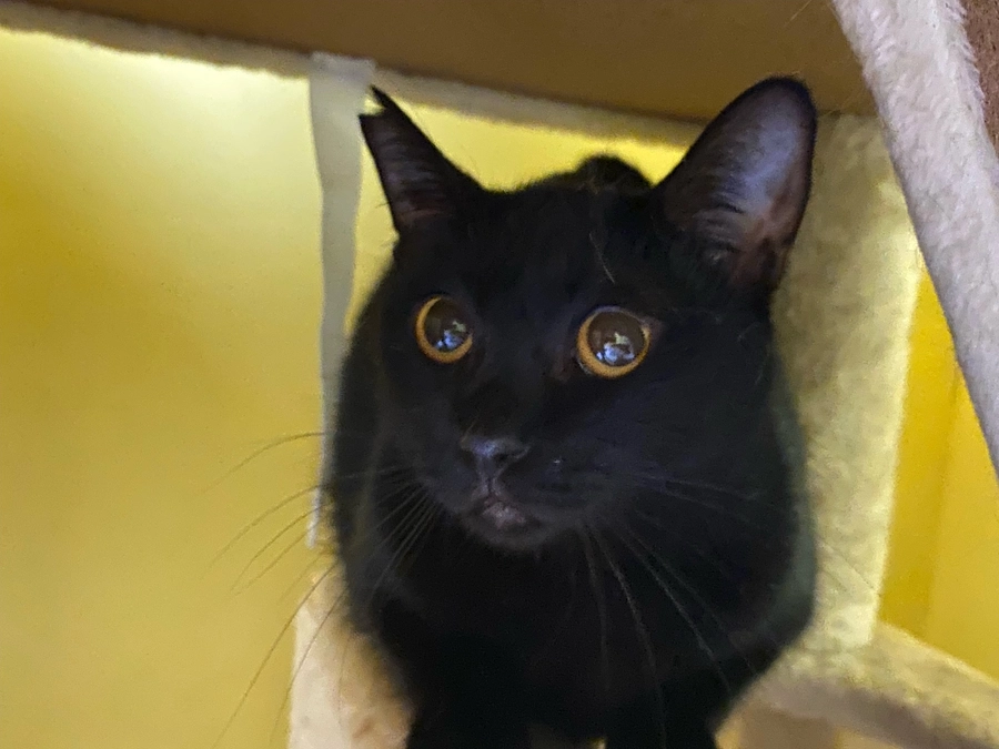 クルミとモモの保護の様子