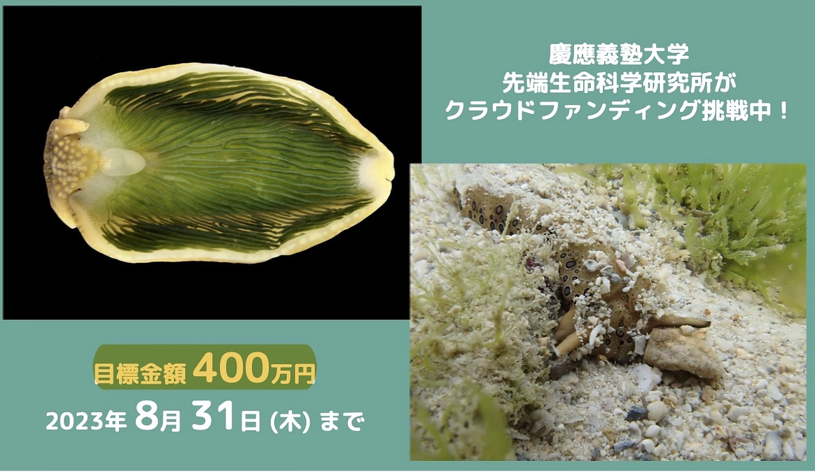 ウミウシの目はどこでしょう