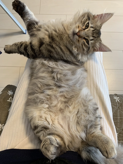 ご支援へのお礼と、ちゃむカビが治らずで大騒動の夜